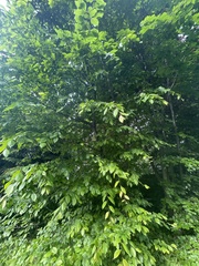 Carpinus