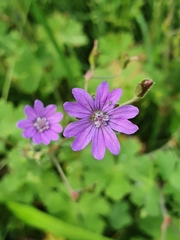 Geranium pyrenaicum