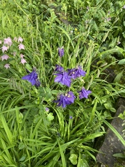 Aquilegia