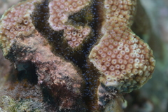 Scleractinia