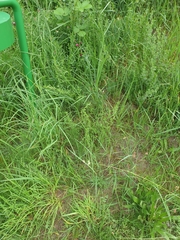 Dianthus