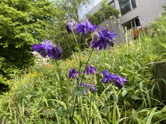 Aquilegia