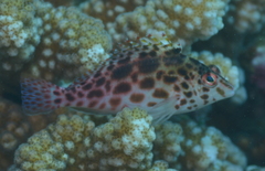 Cirrhitichthys oxycephalus