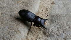 Dorcus parallelus