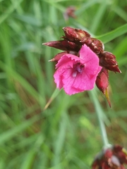 Dianthus