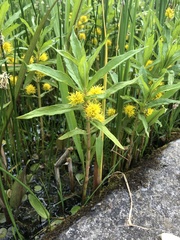 Lysimachia thyrsiflora
