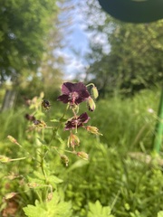 Geranium