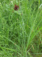 Dianthus