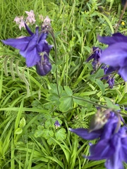 Aquilegia