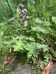 Geranium