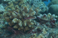 Cirrhitichthys oxycephalus