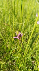 Polygala major
