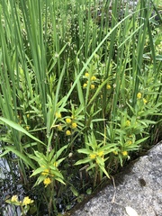 Lysimachia thyrsiflora