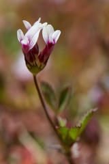 Trifolium variegatum geminiflorum