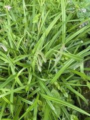 Carex pendula