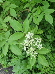 Sambucus nigra