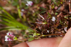 Trifolium variegatum geminiflorum