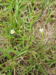 Magnoliopsida