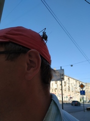 Decticus verrucivorus