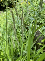 Carex pendula