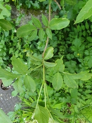 Sambucus nigra