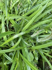Carex pendula