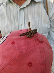 Decticus verrucivorus