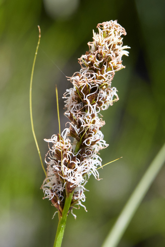 Dense sedge (Carex densa)