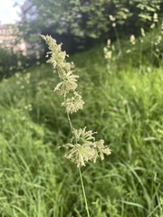Poeae