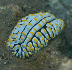 Phyllidia varicosa