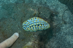 Phyllidia varicosa