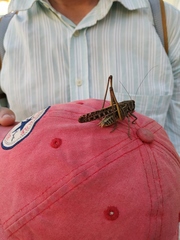 Decticus verrucivorus