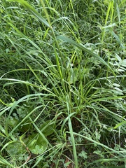 Poeae