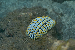 Phyllidia varicosa