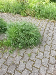 Poeae
