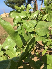 Pistacia vera