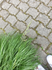 Poeae