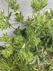 Potentilla