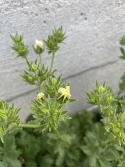 Potentilla