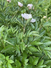 Paeonia