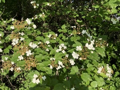 Viburnum opulus