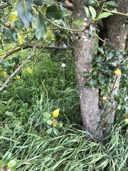 Taraxacum