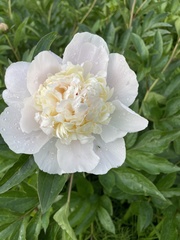 Paeonia