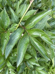 Paeonia