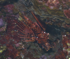 Pterois antennata