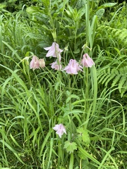 Aquilegia