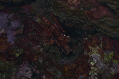 Pterois antennata