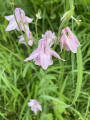Aquilegia