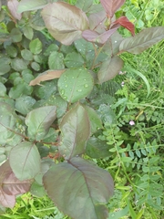 Rosa