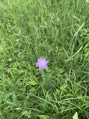 Knautia